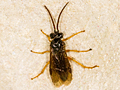 Hemichroa australis